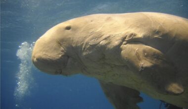 A Civilization May Yet Die