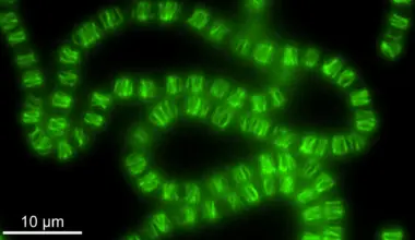 Scientists stunned as bacteria rewire DNA machinery to shape cells