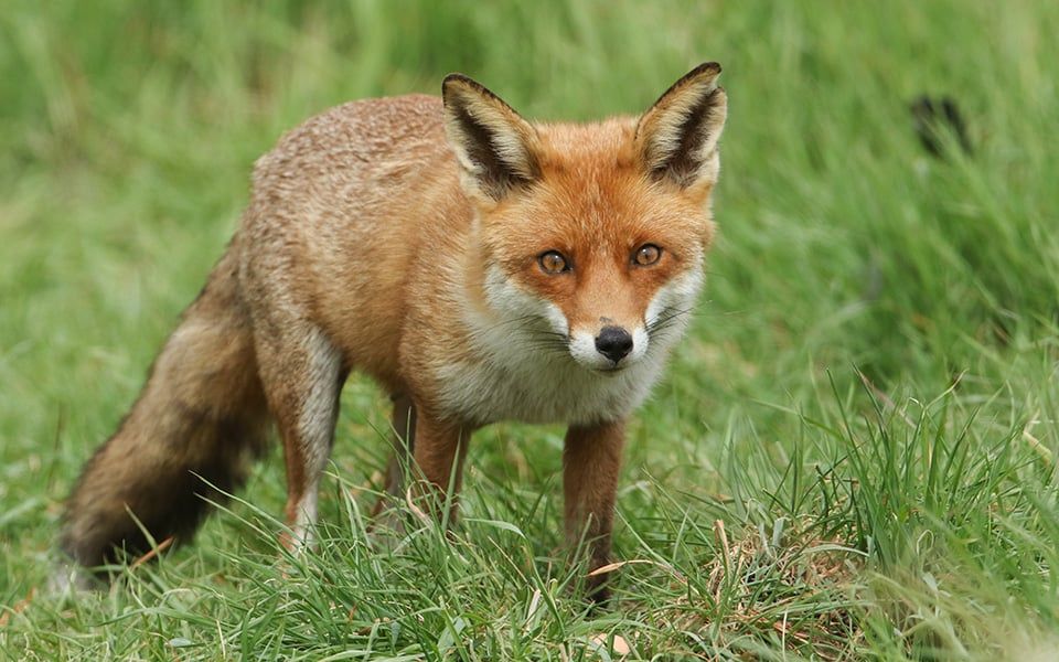 Drive to feed air-dropped rabies vaccines to foxes in the wild