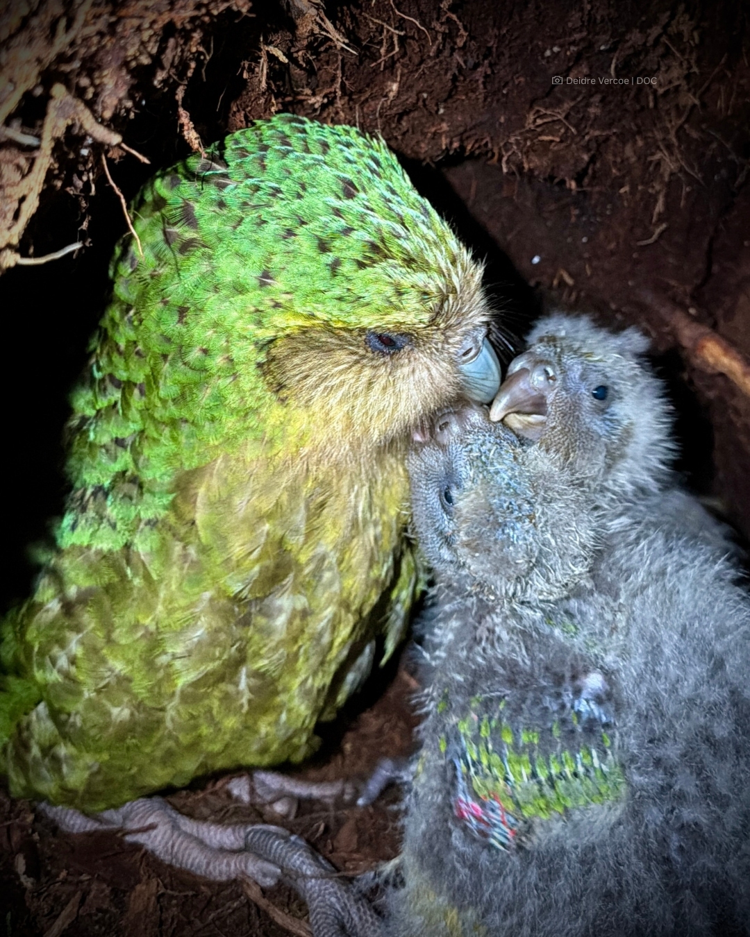 A green and yellow parrot preens two small gray chicks against a dark background