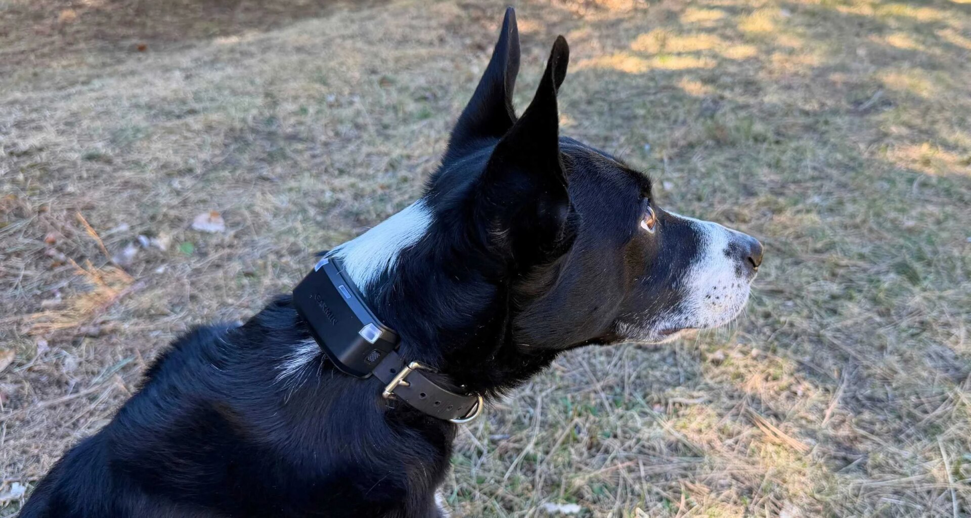 Garmin Alpha LTE GPS Dog Tracker Review (Tested)