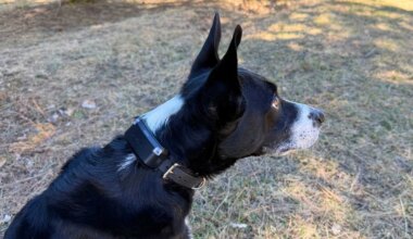 Garmin Alpha LTE GPS Dog Tracker Review (Tested)