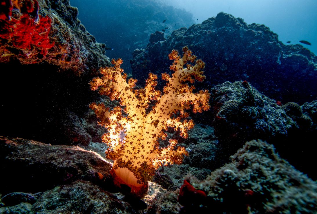 A view of the vibrant coral reef at one of Musandam Peninsula's popular diving sites in Khasab, Oman, in August 2025. The reefs provide shelter and food for a wide range of marine species.