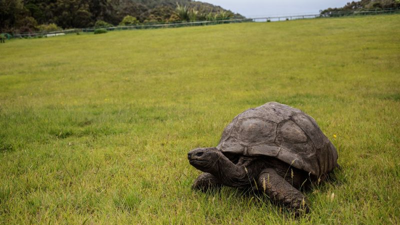 World’s oldest known tortoise still very much alive and (slowly) kicking despite rumor to the contrary