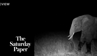Ghost Elephants is a very Herzog quest for the sublime