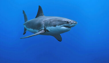 More Sharks in the Water May Actually Make California Beaches Safer, Experts Say