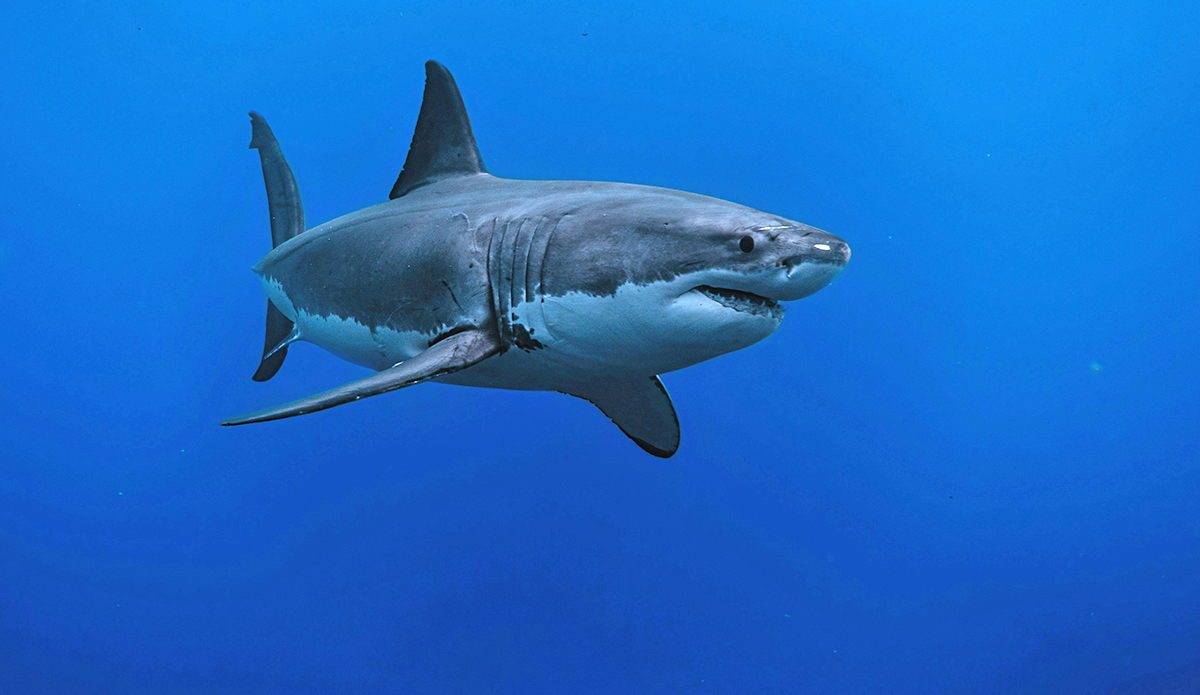 More Sharks in the Water May Actually Make California Beaches Safer, Experts Say