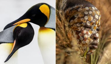Two king penguins nuzzle beaks on the left; on the right, a child with a painted face and adorned with natural materials gazes thoughtfully, surrounded by dry grasses.