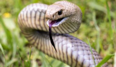 Climate change driving highly venomous snakes towards Australia's densely populated coastlines