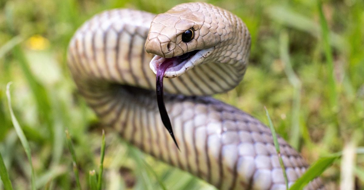 Climate change driving highly venomous snakes towards Australia's densely populated coastlines