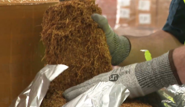 Australian Border Force officials seize record haul of illicit tobacco