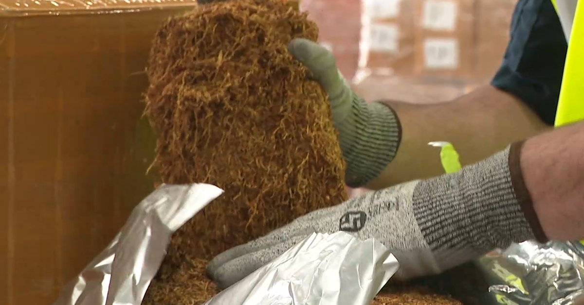 Australian Border Force officials seize record haul of illicit tobacco