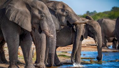 Millionaire hunter killed by herd of elephants in Africa - The Independent