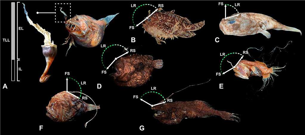 Image showing various different species of anglerfish