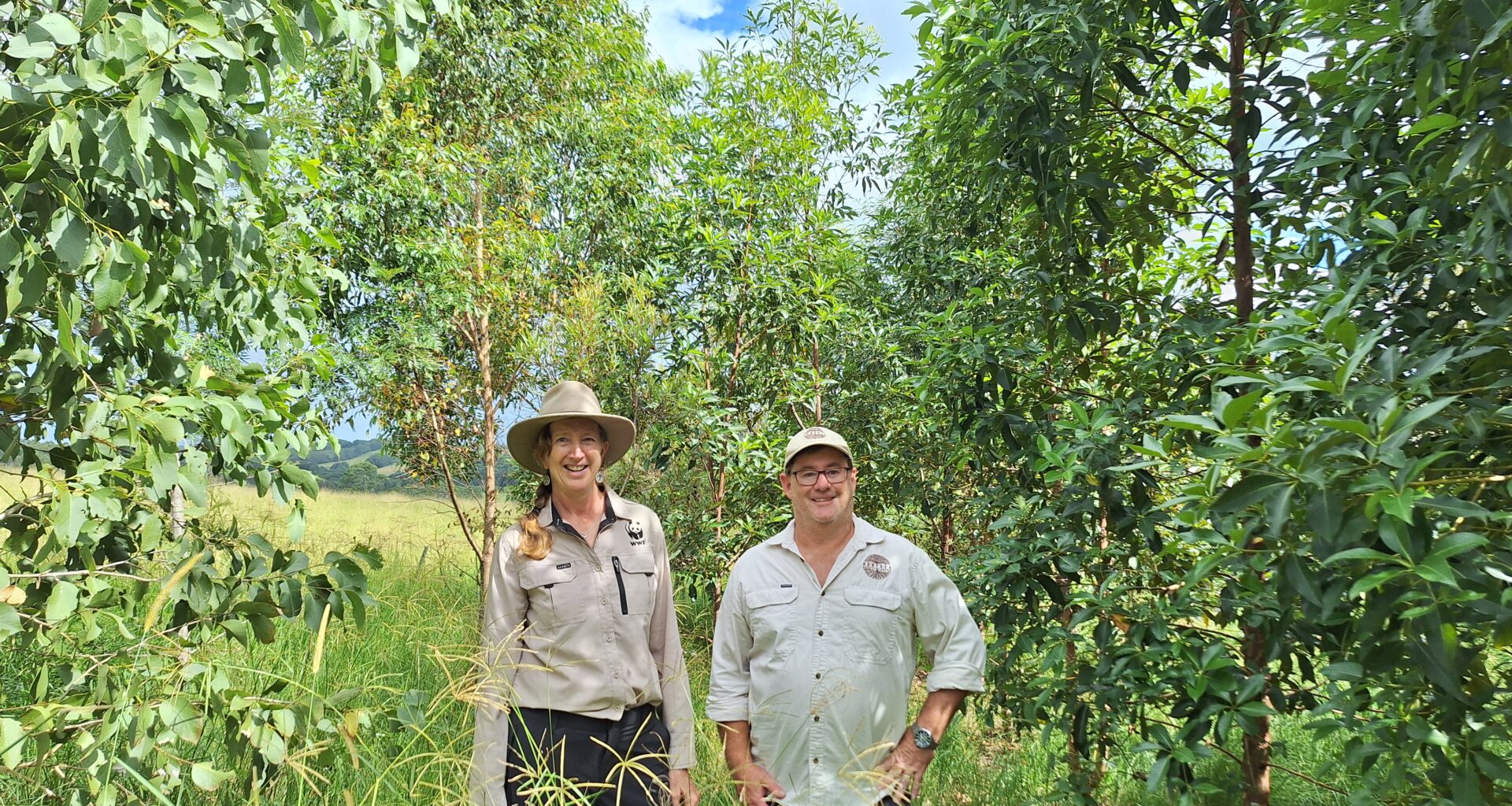 Tackling climate change and saving koalas: KPMG first to invest in unique carbon credits that deliver for nature - WWF-Australia | Tackling climate change and saving koalas: KPMG first to invest in unique carbon credits that deliver for nature
