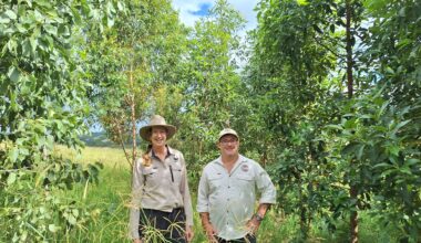 Tackling climate change and saving koalas: KPMG first to invest in unique carbon credits that deliver for nature - WWF-Australia | Tackling climate change and saving koalas: KPMG first to invest in unique carbon credits that deliver for nature