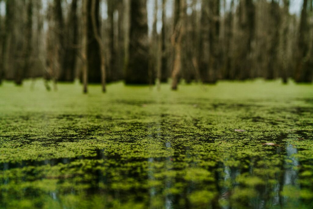 Algae on a pond surface, closeup image