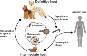 the life cycle of the parasite, showing canid, rodent and human hosts.