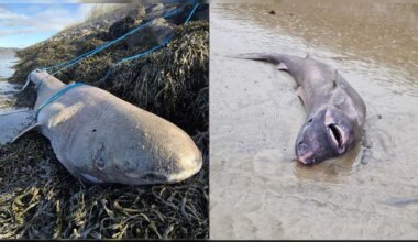 Greenland Shark That Lives Upto 500 Years Washes Up On Irish Beach