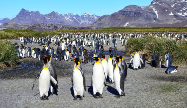 King penguins are thriving in the warmer Antarctic climate