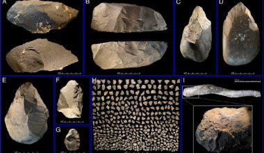 Large MSA tools and small debitage from Faro Dab