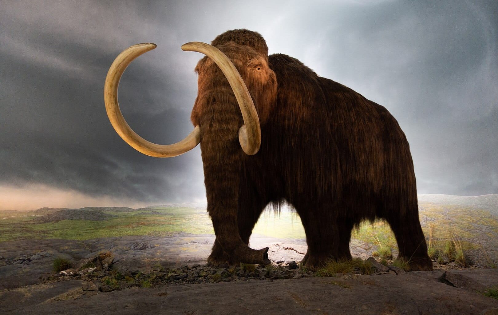 Life restoration of a woolly mammoth at Royal BC Museum