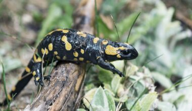 Could humans regrow limbs like salamanders?