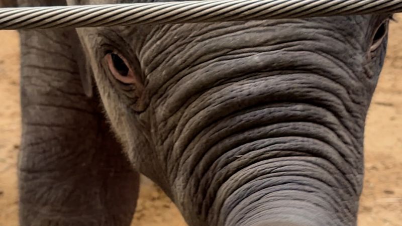 Meet the first baby Asian elephant born at the National Zoo in 25 years - CNN