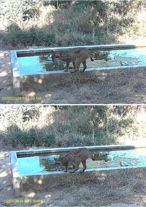 Two trail camera images show a wild lynx drinking water from a concrete trough in a sunlit, natural outdoor setting with trees and foliage in the background. Timestamps indicate the photos were taken seconds apart.