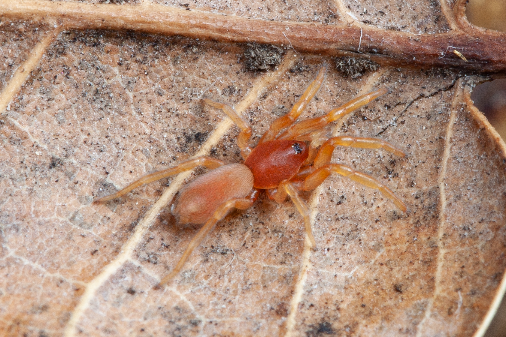 A macro photograph shows a male Calponia harrisonfordi spider, named in honor of actor Harrison Ford, resting on a dry, brown leaf. The spider is small and slender with an amber-colored cephalothorax, a pale tan abdomen, and translucent yellowish legs. The veins of the leaf provide a detailed, textured background that highlights the spider's delicate anatomy.