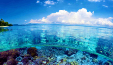 Ministry warns of Box Jellyfish danger – FBC News