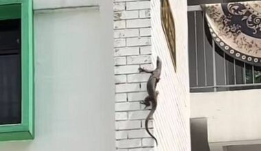 'Doing the Taipei 101 climb': Monitor lizard spotted scaling HDB block in Bukit Merah, Singapore News