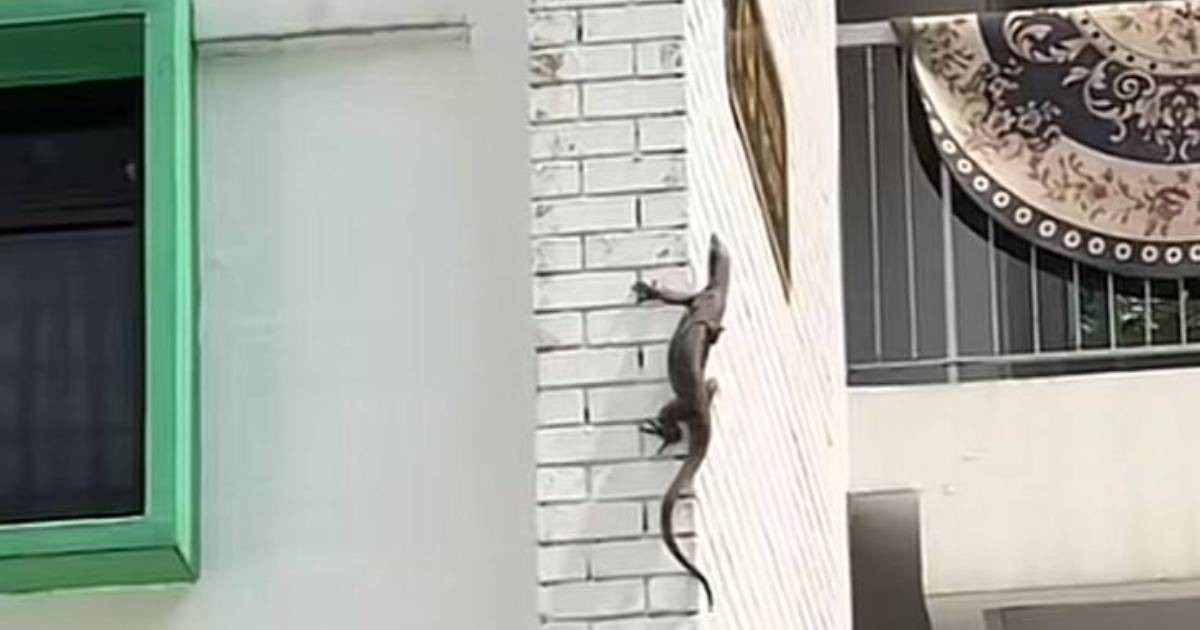'Doing the Taipei 101 climb': Monitor lizard spotted scaling HDB block in Bukit Merah, Singapore News