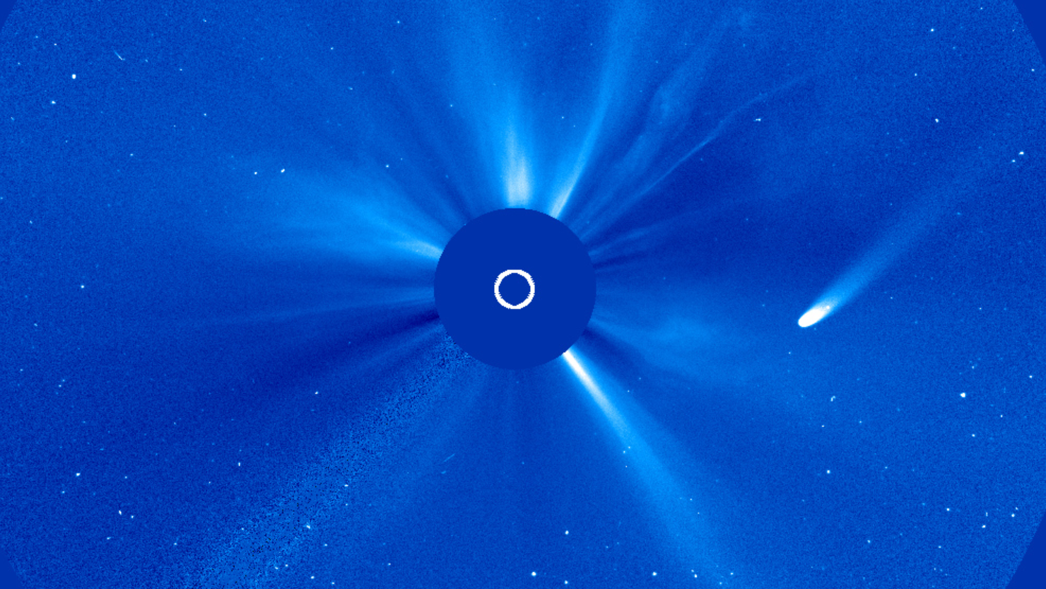 A comet is pictured in coronagraph data flying past the sun.