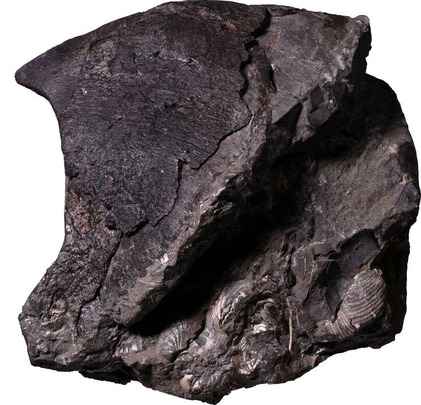 The fossilized lower jaw is seen with the hard, beaklike structure known as the rostrum (top left).