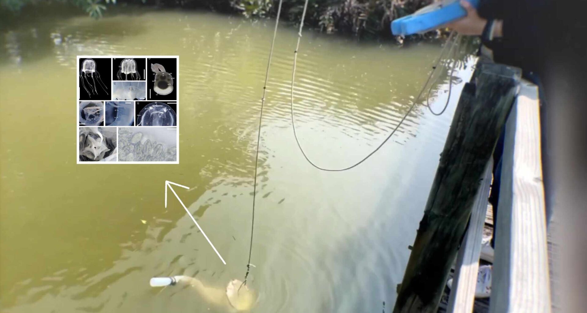 Strange creature with 24 eyes discovered in a Hong Kong pond