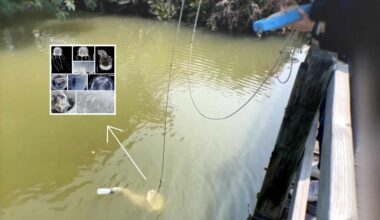 Strange creature with 24 eyes discovered in a Hong Kong pond