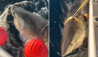 Largest male white shark 'Contender’s latest ping offers insight into how shark behaves