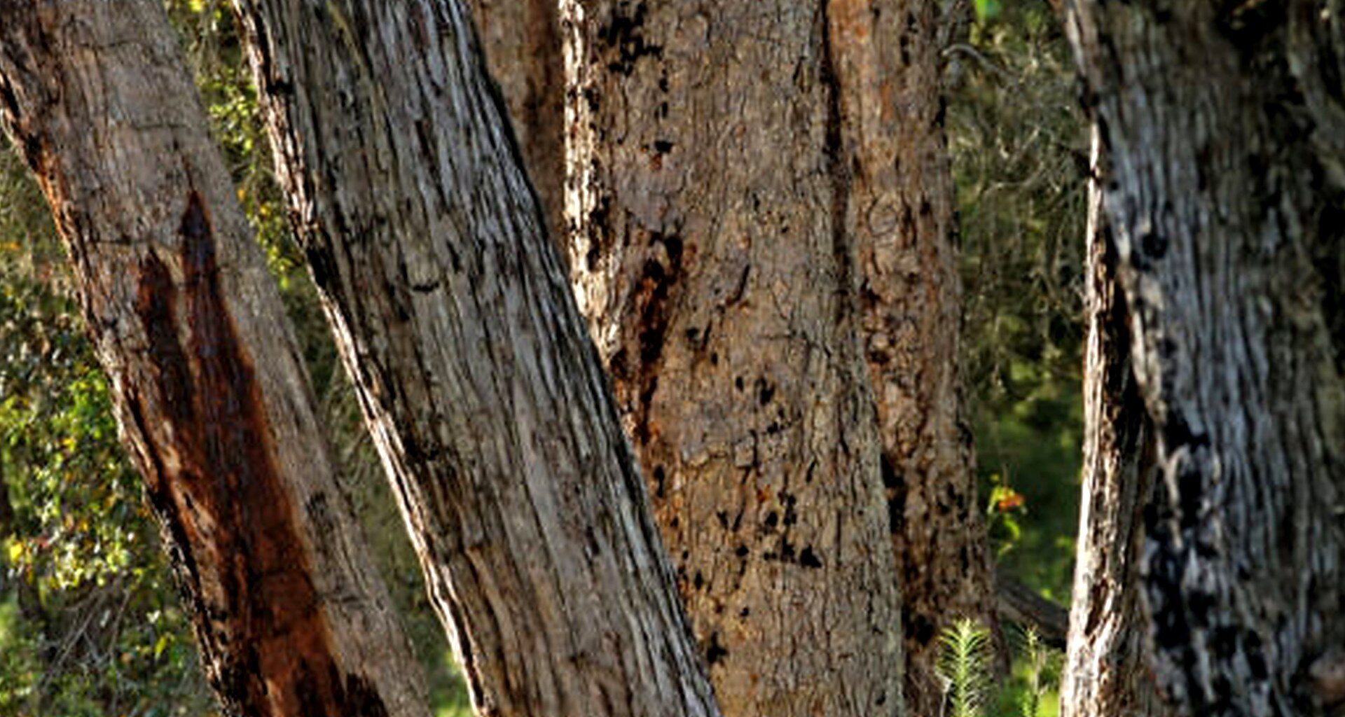 Scientists Warn Watt — Jarrah Forests Cannot Recover From Bauxite Mining