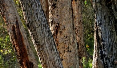 Scientists Warn Watt — Jarrah Forests Cannot Recover From Bauxite Mining