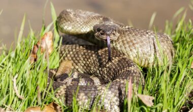 7 Most Rattlesnake Infested Areas in Northern California