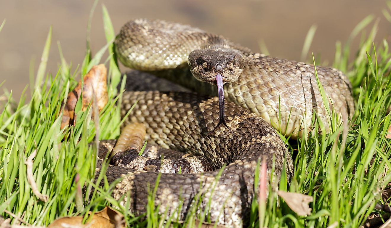 7 Most Rattlesnake Infested Areas in Northern California