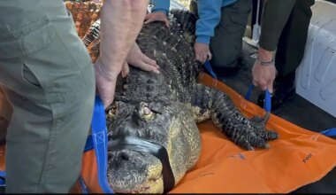 "Emotional Support" Pet Lost As Man Gives Up Legal Fight To Save Beloved Alligator