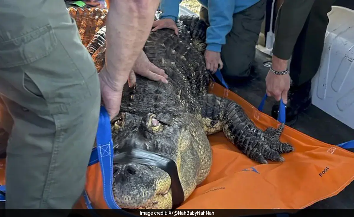 "Emotional Support" Pet Lost As Man Gives Up Legal Fight To Save Beloved Alligator