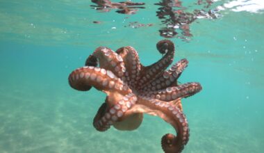 Octopuses find mates using a method no one expected