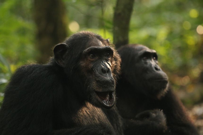 BF (left) was the last male to go between the Central and Western chimps and was close with Basie.