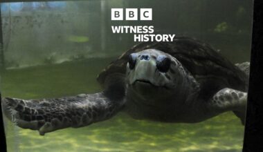 Witness History, Witness History, The turtle freed after 41 years in captivity