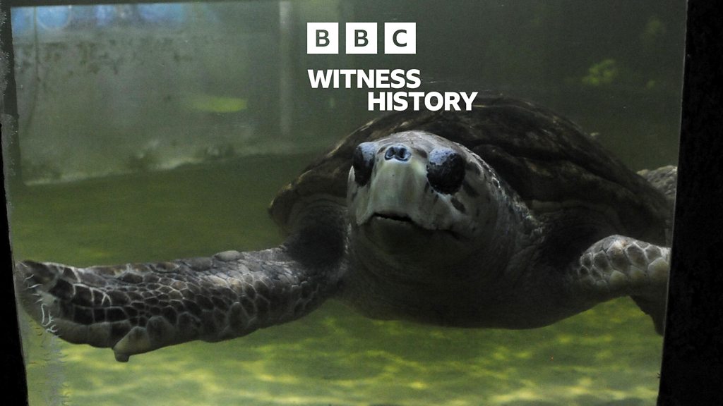 Witness History, Witness History, The turtle freed after 41 years in captivity