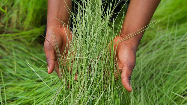 Are ancient grains better for you? The surprising truth about quinoa and spelt