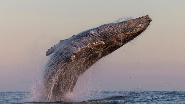 Humpback whales are forming super-groups